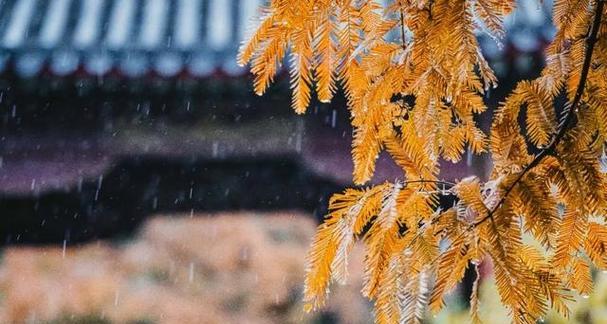雨中漫步的唯美之旅（感受细雨缠绵的美妙）