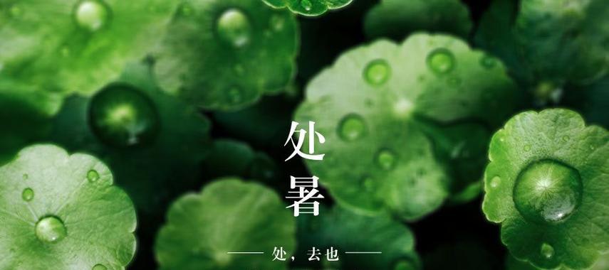 梦回2024的处暑（时光难追）