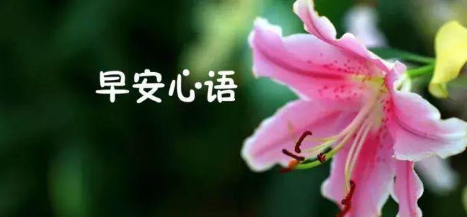 2023微信早安问候语怎么发？有哪些创意问候语推荐？