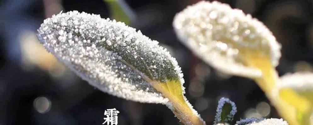 2023霜降暖心祝福句子有哪些？如何用句子表达关怀？