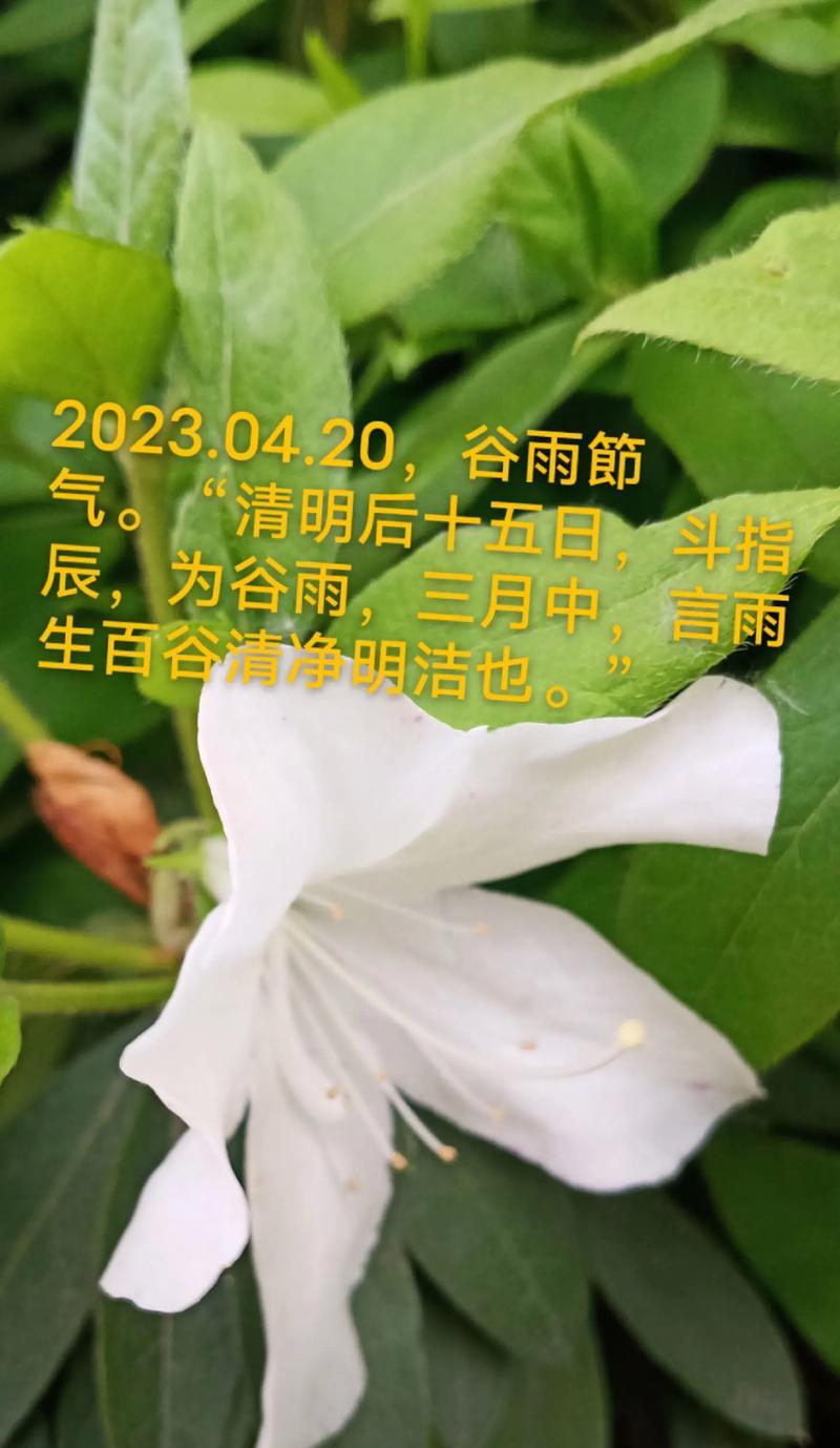 有关美丽的大自然谷雨天金句的短句怎么写（《雨润翠谷，古韵添新章》）