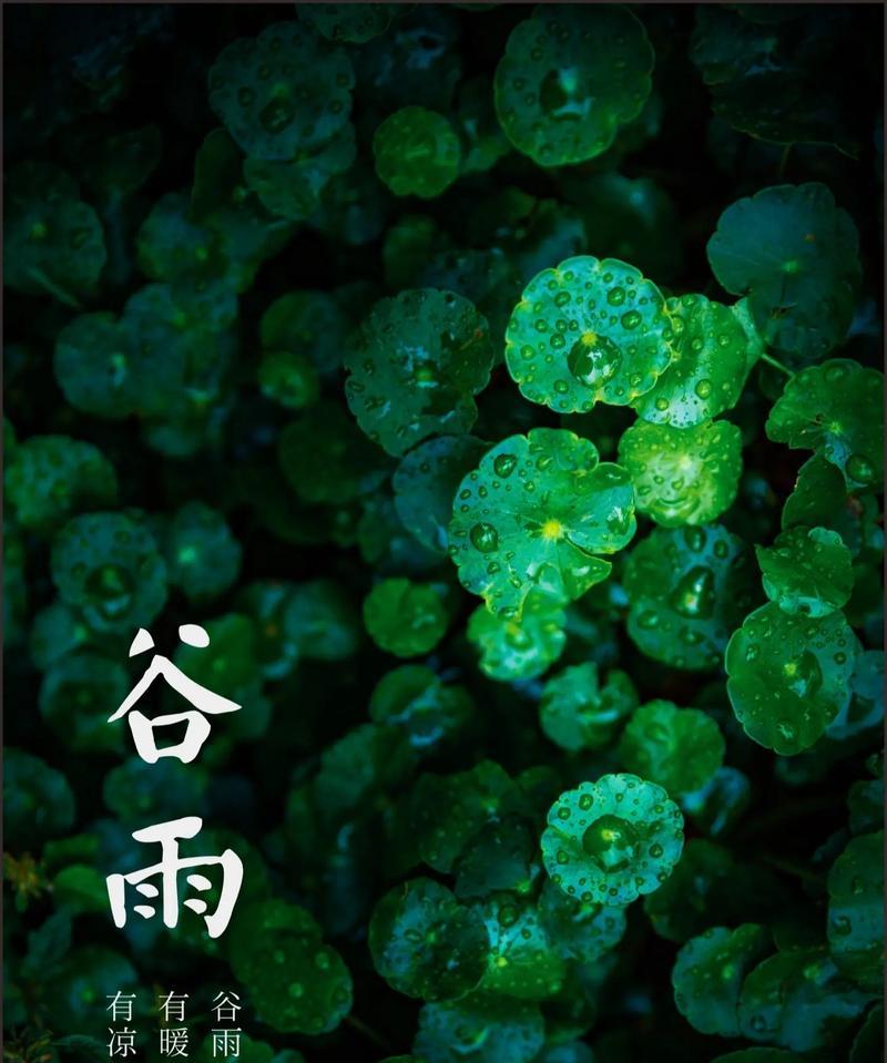 谷雨时节美景如何用语录描绘？（《谷雨佳境：翠影春光里的一场诗会》）
