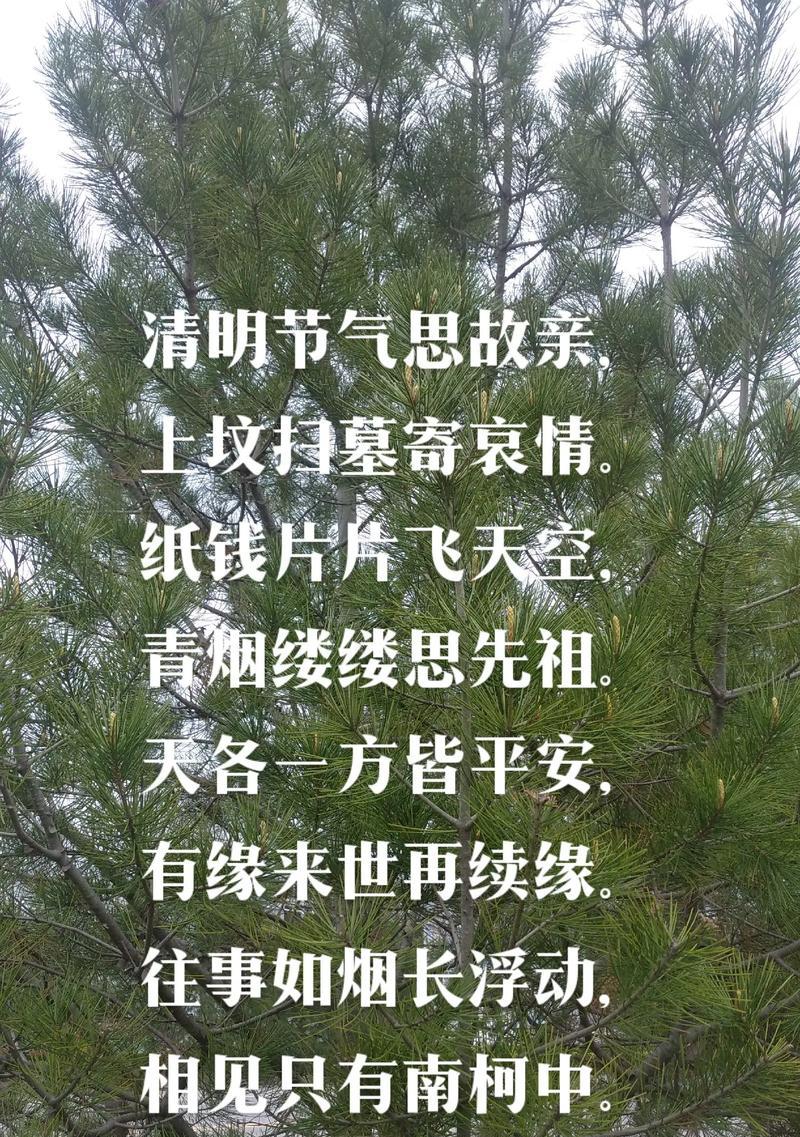 清明国祭句子好句有哪些？（《翠烟轻绕，清明祭》）