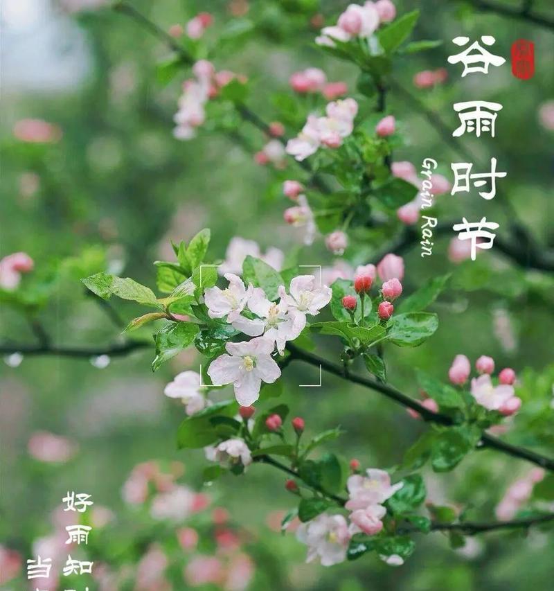 谷雨与牡丹仙子的传说（《谷雨润牡丹，花开富贵时》）