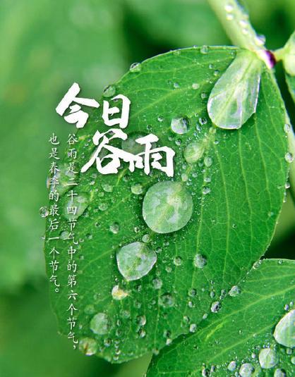 谷雨时节农忙景象如何描绘？（《谷雨春耕记：一犁清风万顷绿》）