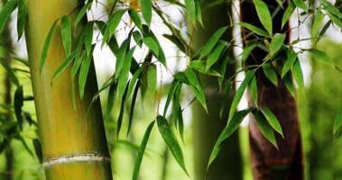 立夏节气作文250字怎么写？（《立夏时节的童趣与成长》）