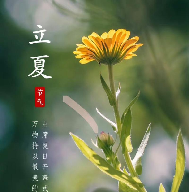 立夏时节如何用优美句子描写花朵？（《立夏花开，四季轮回之序章》）