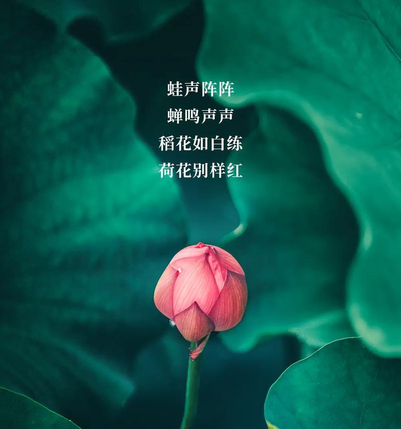 夏至生日怎么发朋友圈（《夏至之生，岁月静好》）