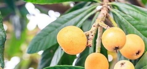 枇杷香如诗（颂枇杷之美）