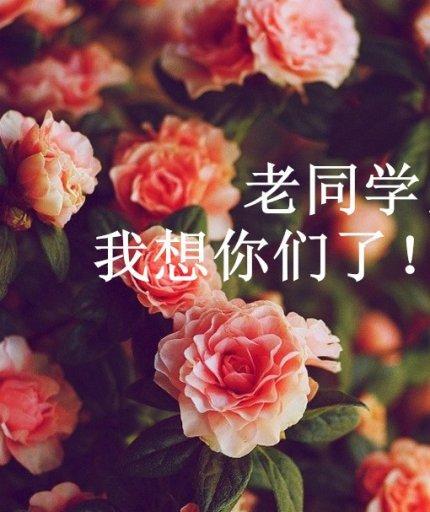 岁月情缘（同窗情谊）