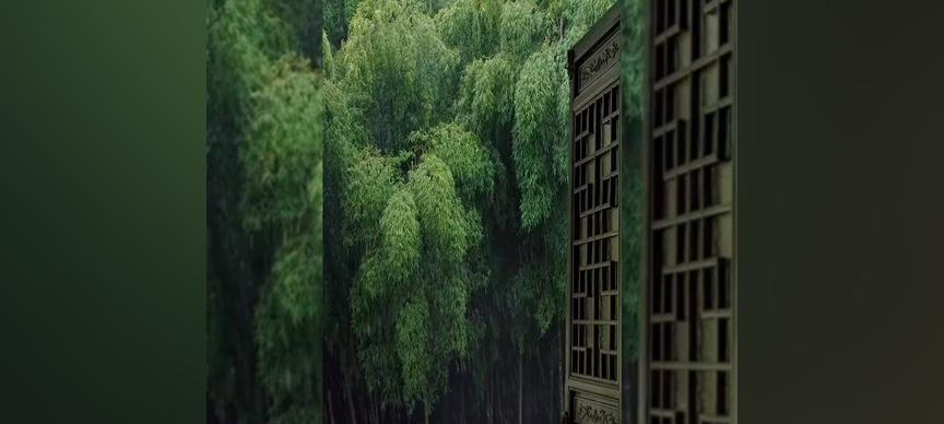 竹林意境——寻觅灵魂的栖息地