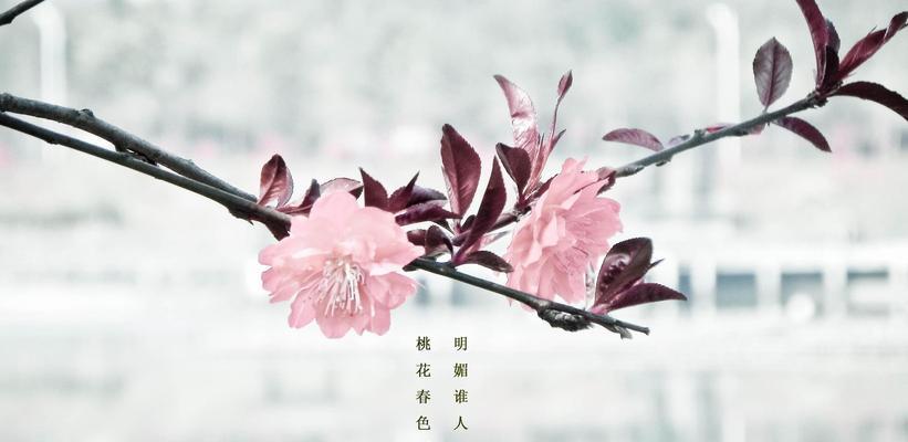 祈愿|古风唯美祈愿短句