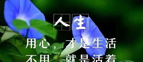 以唯美句子，感悟生命真谛（以唯美句子）